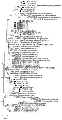 Molecular Detection of Cryptosporidium spp. and Enterocytozoon bieneusi Infection in Wild Rodents From Six Provinces in China